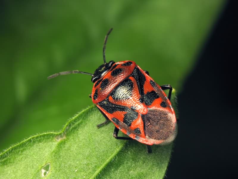 Eurydema (Eurydema) ornata (Linnaeus, 1758)